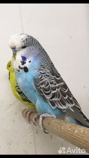Выставочный Волнистый Попугай.чех,ввп