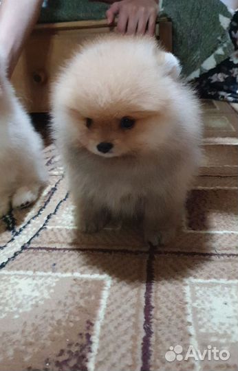 Малыши шпицы