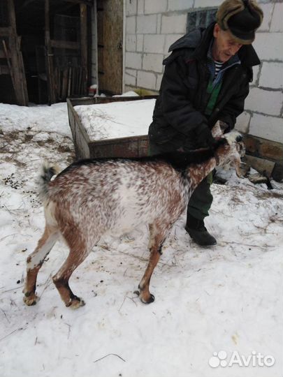 Англо нубийские козы, козёл нубийский