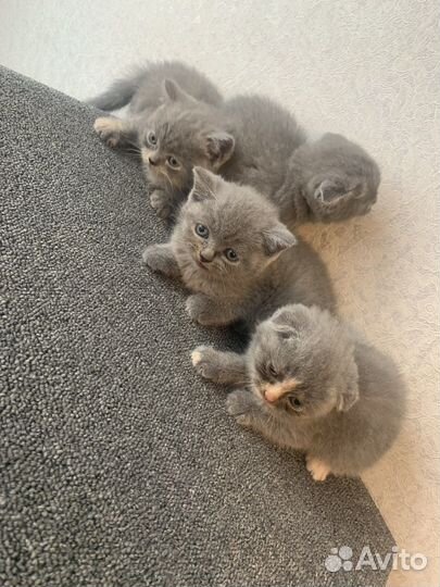 Шотландские котята