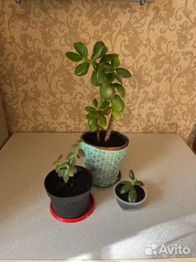 Толстянка, денежное дерево