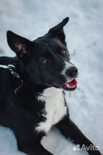 Нежная Жучка ищет дом