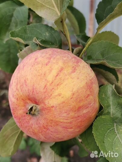 Саженцы. Яблони. Плодово-ягодные культуры. Ягода