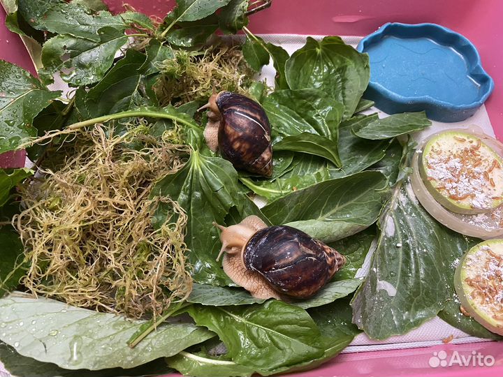 Улитки ахатины