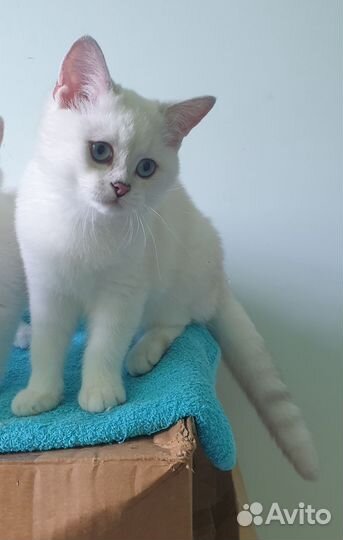 Британская шиншилла Изольда