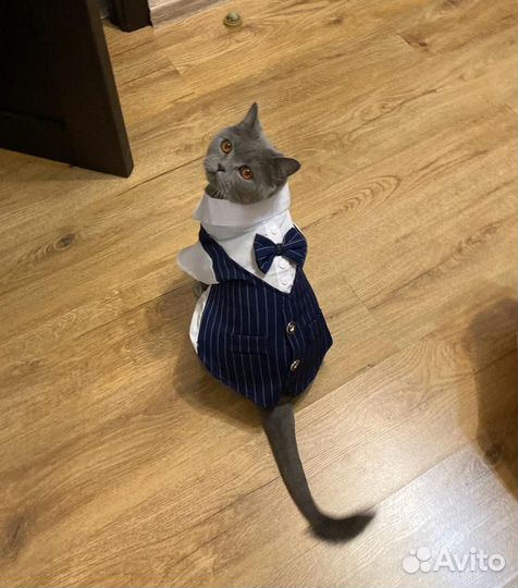 Отдам Малыша в хорошие руки