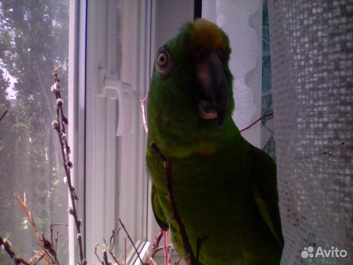 Попугай амазон