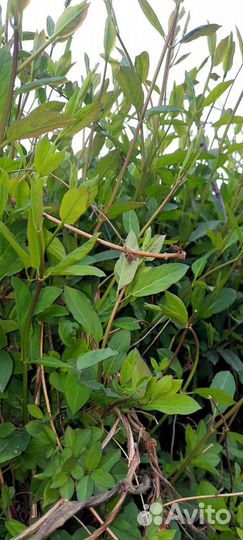 Въюн вечнозеленый.Заплетает