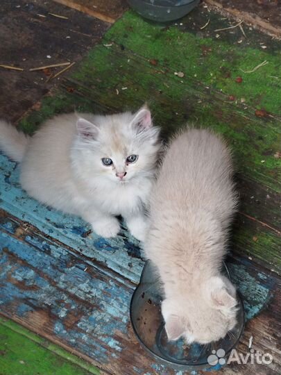 Котята в добрые руки бесплатно