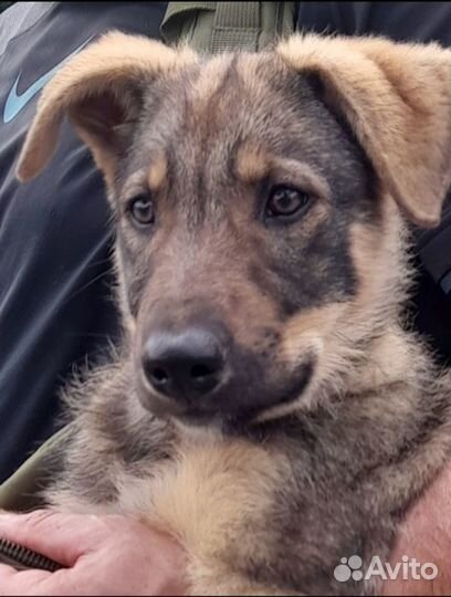 Отдам бесплатно щенки метисы