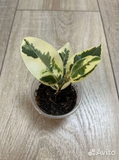 Фикусы коллекционные