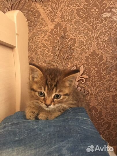 Кошка в дар бесплатно
