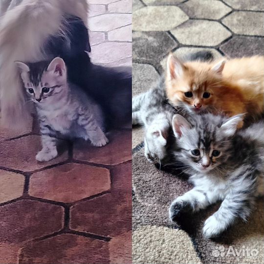 Котята в добрые руки бесплатно