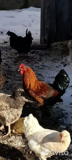 Молодые петухи