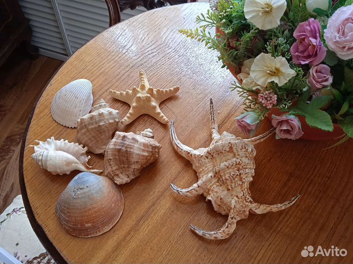 Набор морских раковин