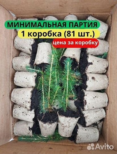 Сеянцы ели зкс в розницу