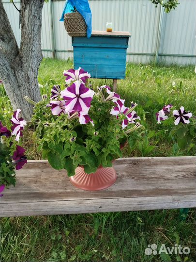 Петуньи в горшках