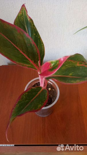 Аглаонема Крит