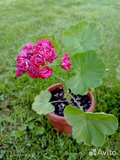 Пеларгония