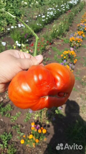 Семена томатов