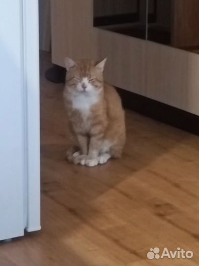 Котя