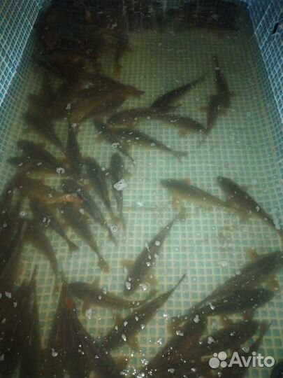 Живая рыба оптом карп
