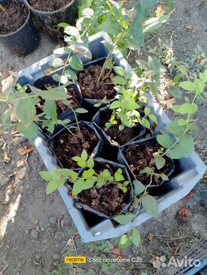 Черенки гортензии крупнолистной, метельч, голубики