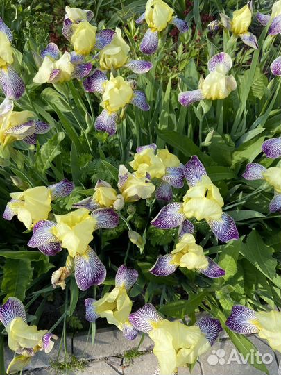 Ирисы бородатые