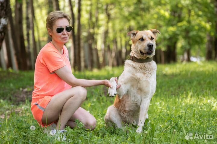 Собака в добрые руки отдам бесплатно