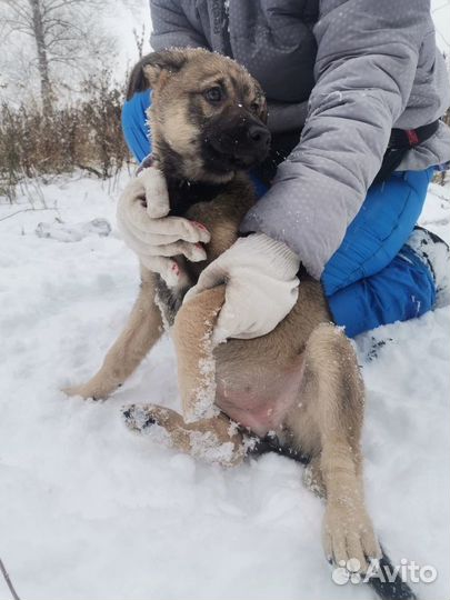 Берта в добрые руки