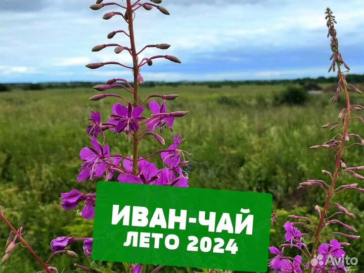 Иван-чай 1000 г 2024, с апельсином,ягодами и др