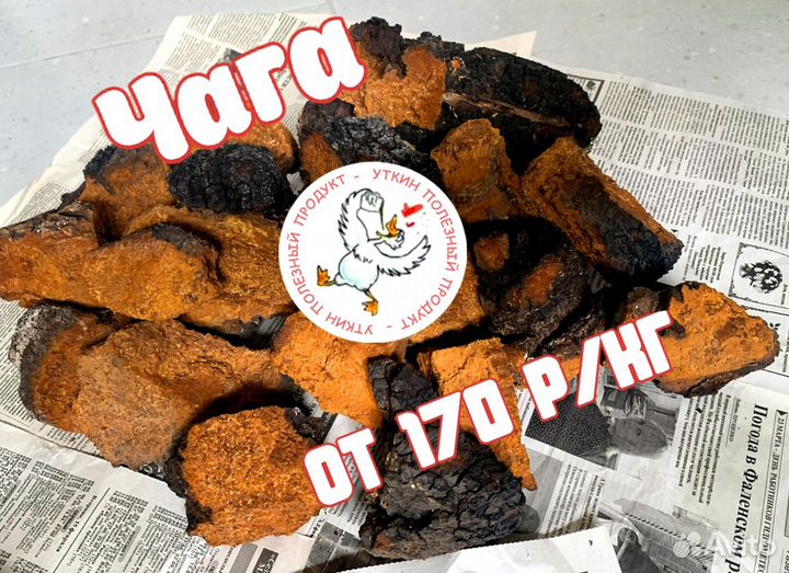 Чага сушеная кусковая / Продаем и Принимаем