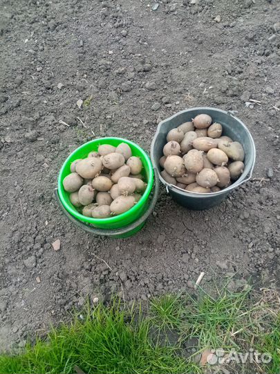 Семенной картофель