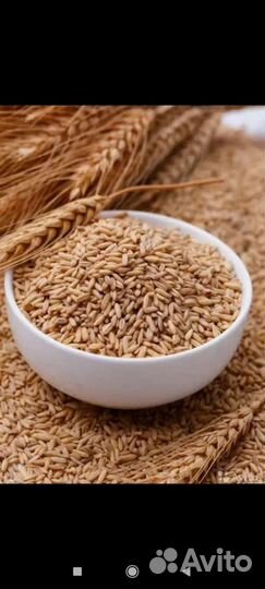 Зерно ячмень