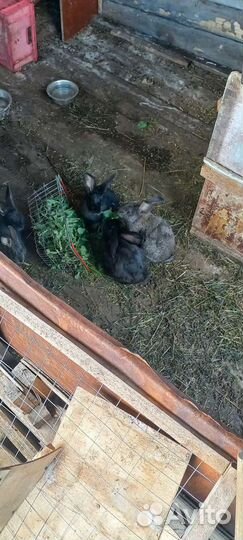 Кролики фландер