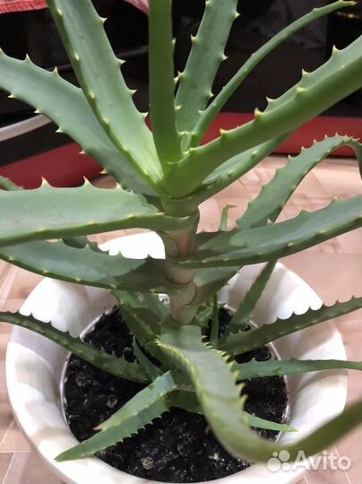 Алоэ столетник