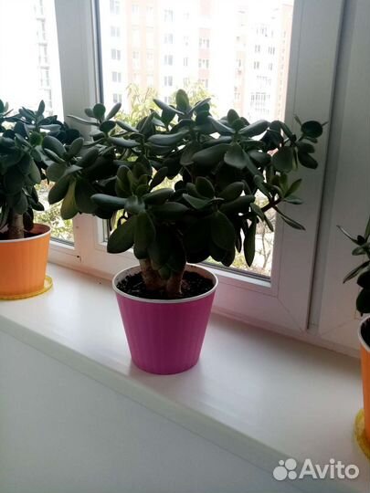 Денежное дерево толстянка суккулент
