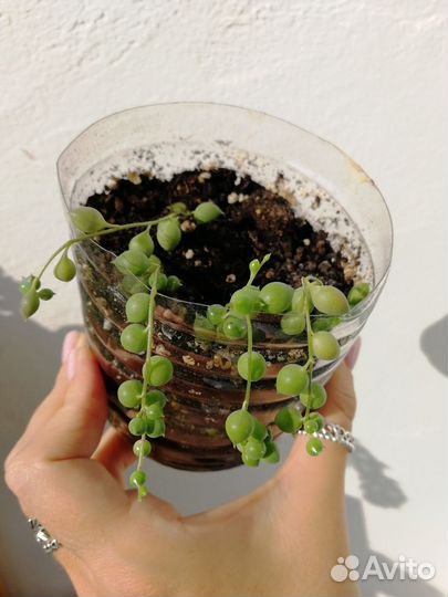 Суккуленты и кактусы