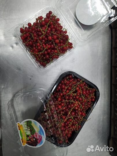 Оптовая продажа красной смородины