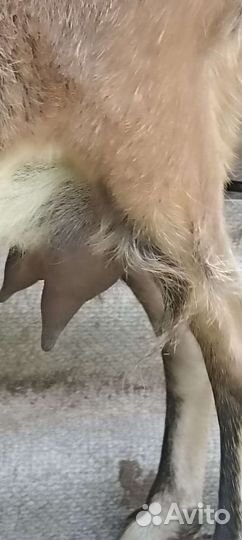 Коза дойная альпийская