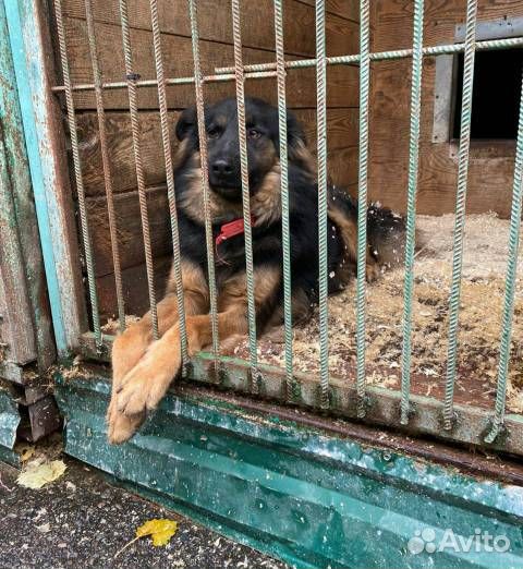 Помощь руками собакам из приюта