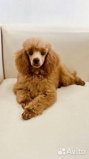 Щенок мальчик