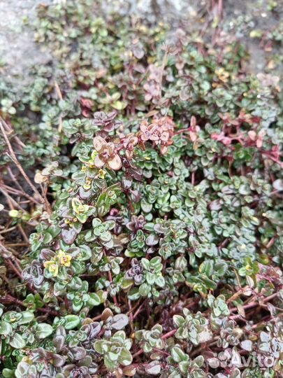 Тимьян (Чабрец)лимонный