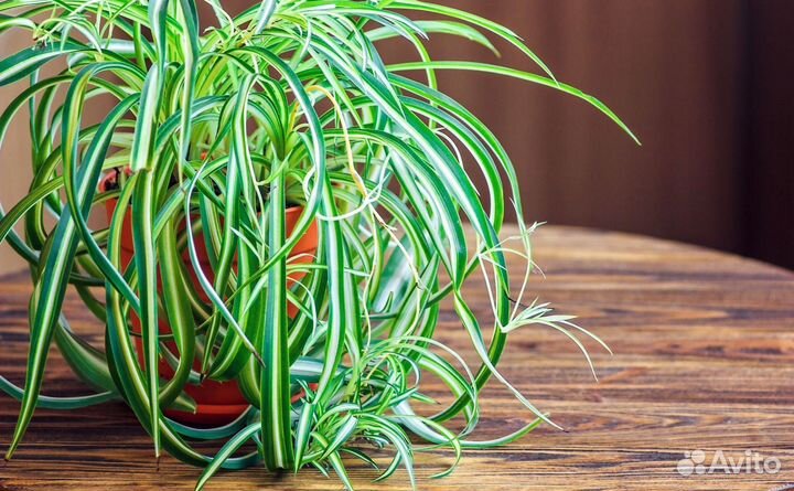 Хларафитрум