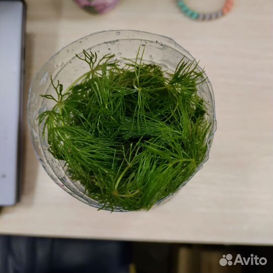 Водоросли для аквариума