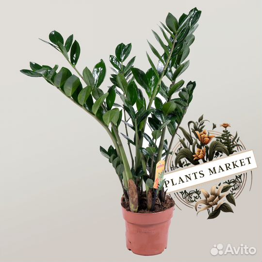 Замиокулкас 65см