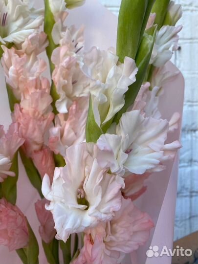 Гладиолусы