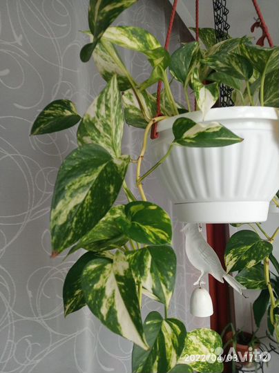 Сциндапсус