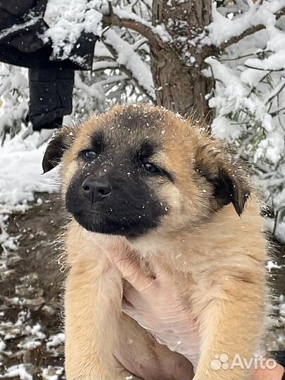 Продаются щенки 3х мес