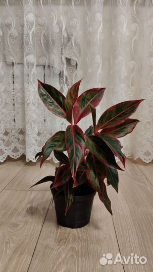 Аглаонема крит